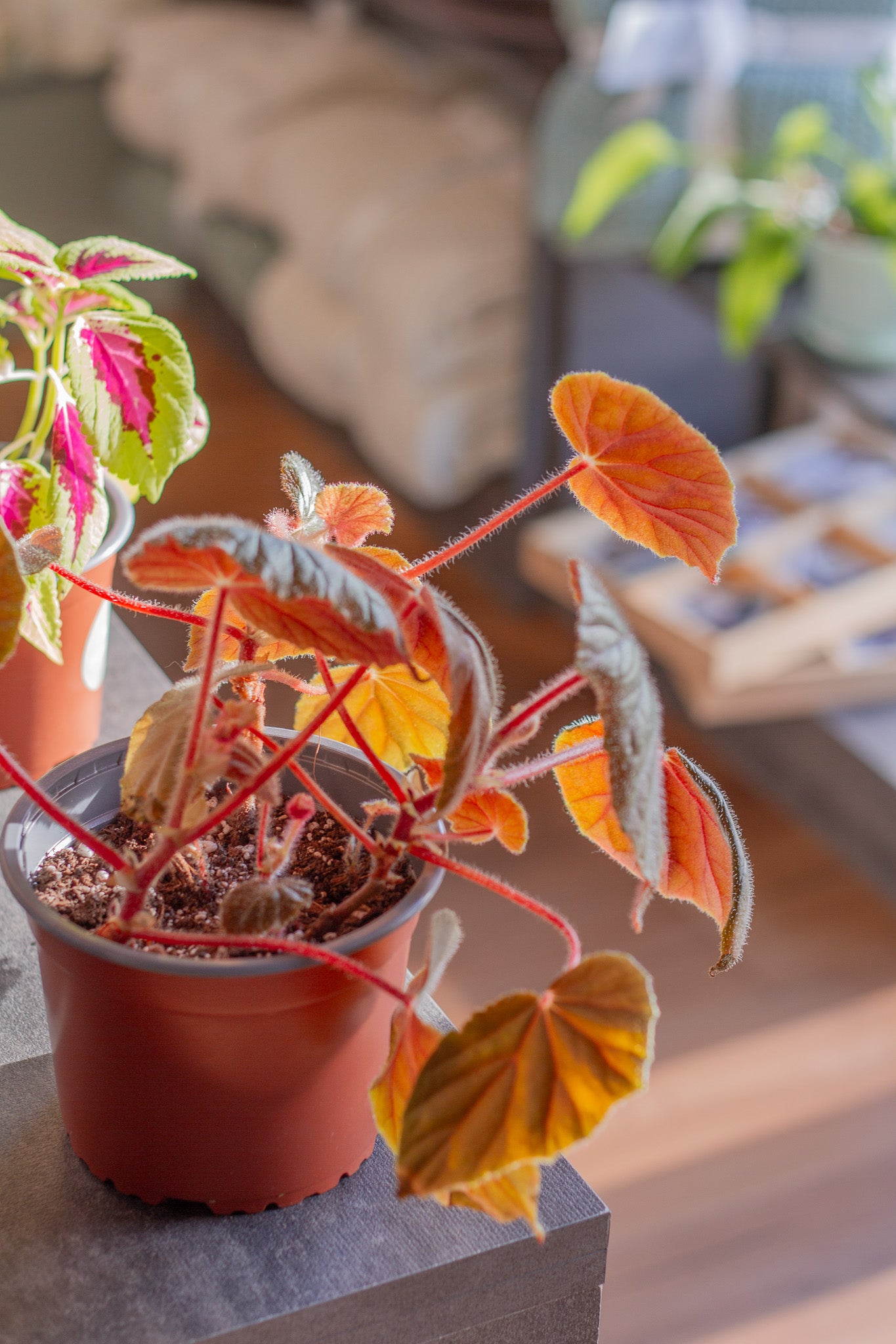 Begonia