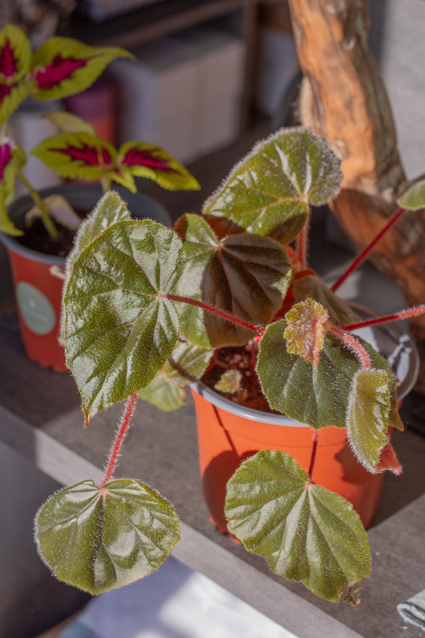 Begonia