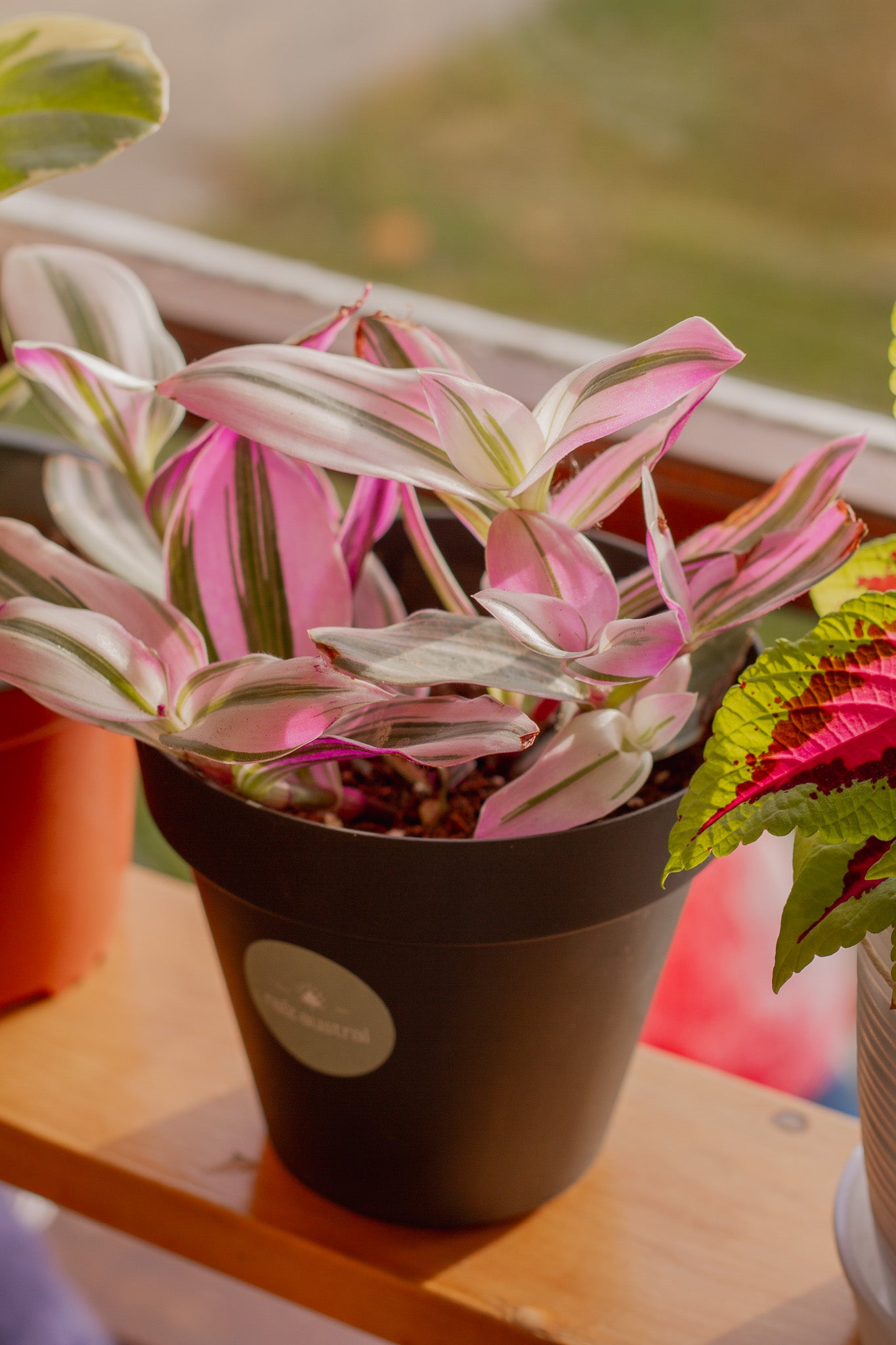 Tradescantia Nanouk