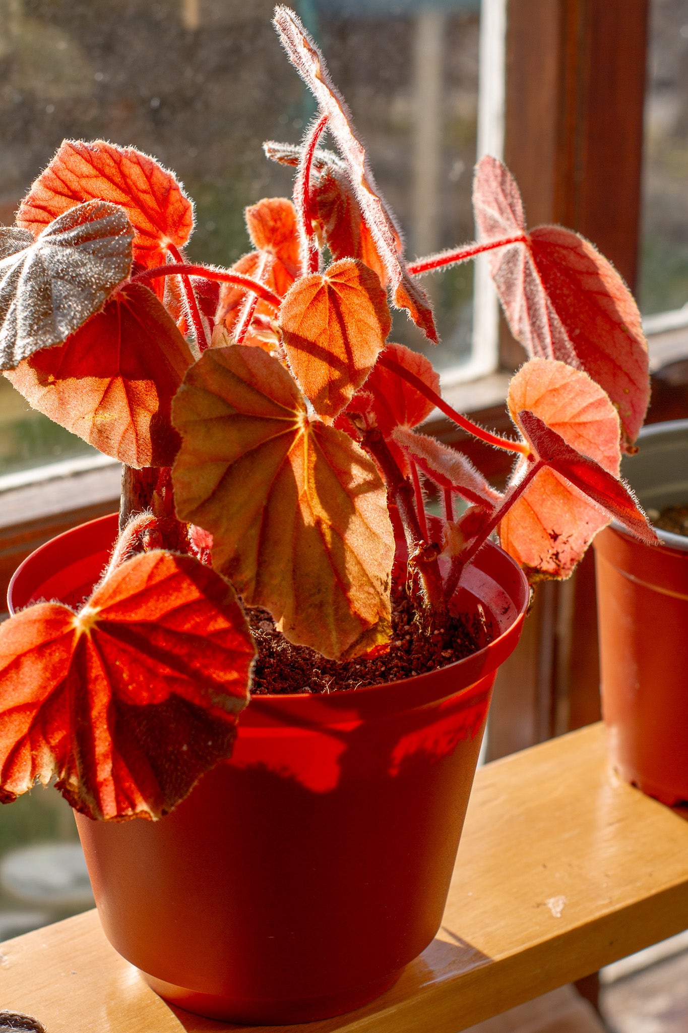 Begonia