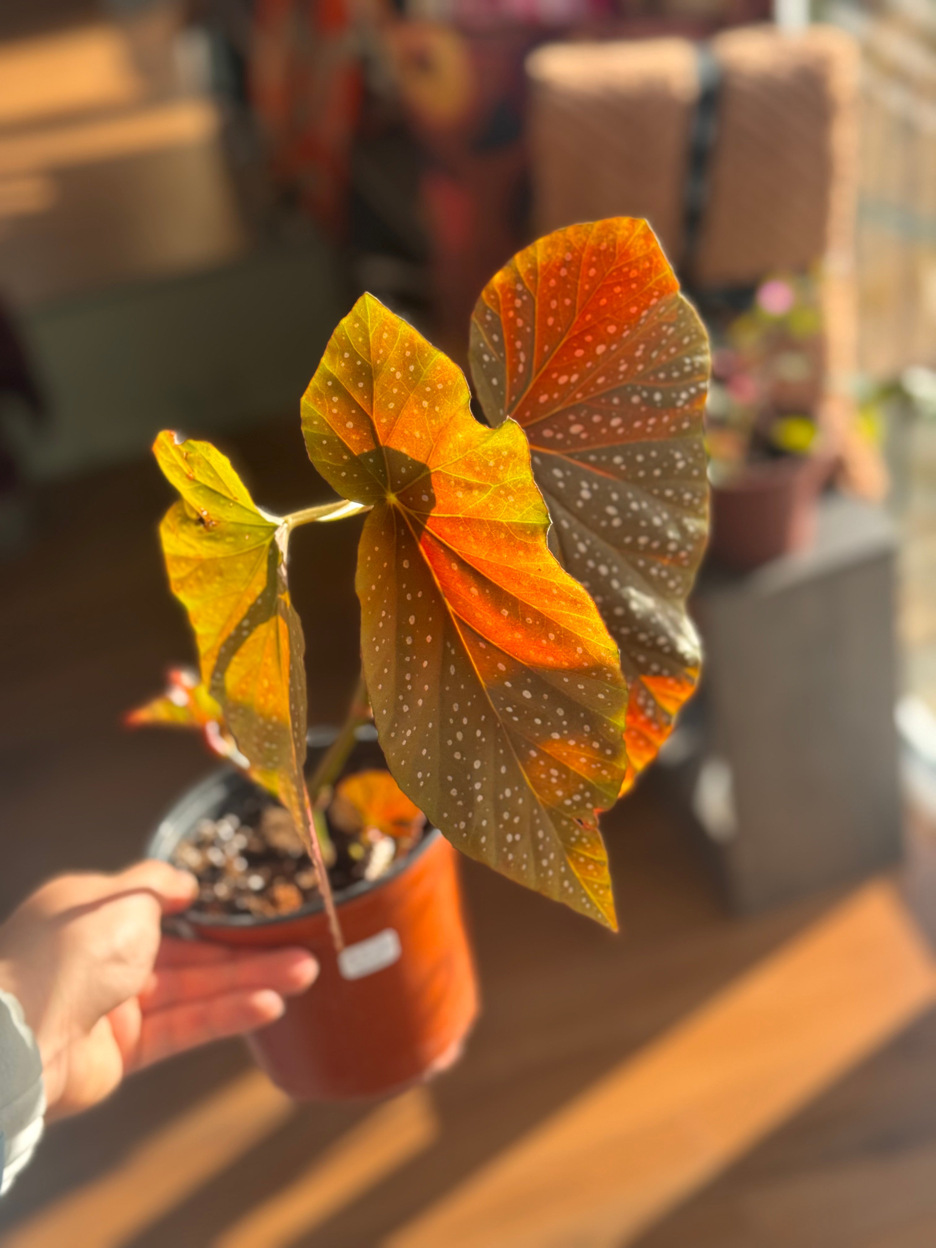 Begonia Alas de Ángel