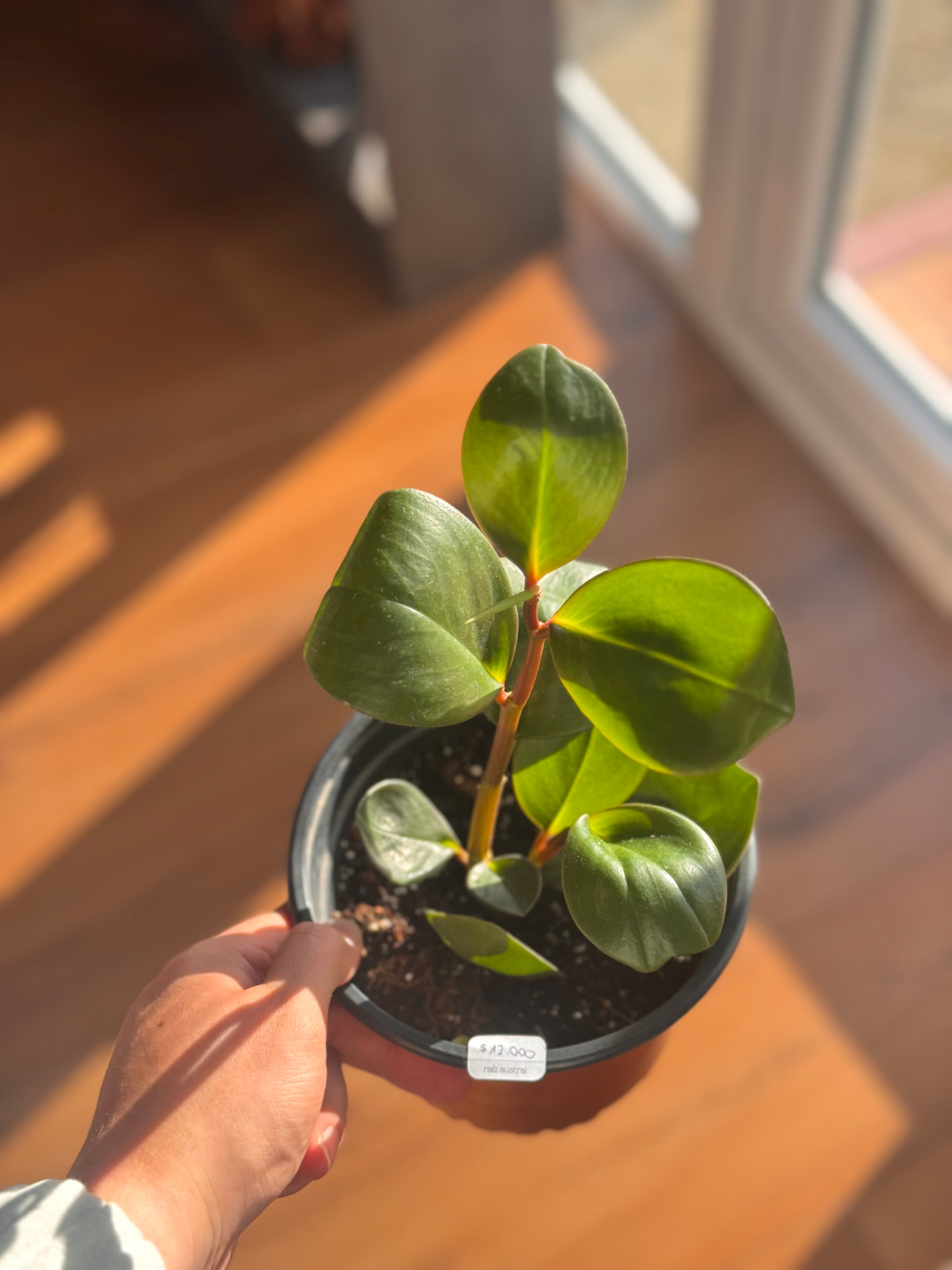 Peperomia Red Edge