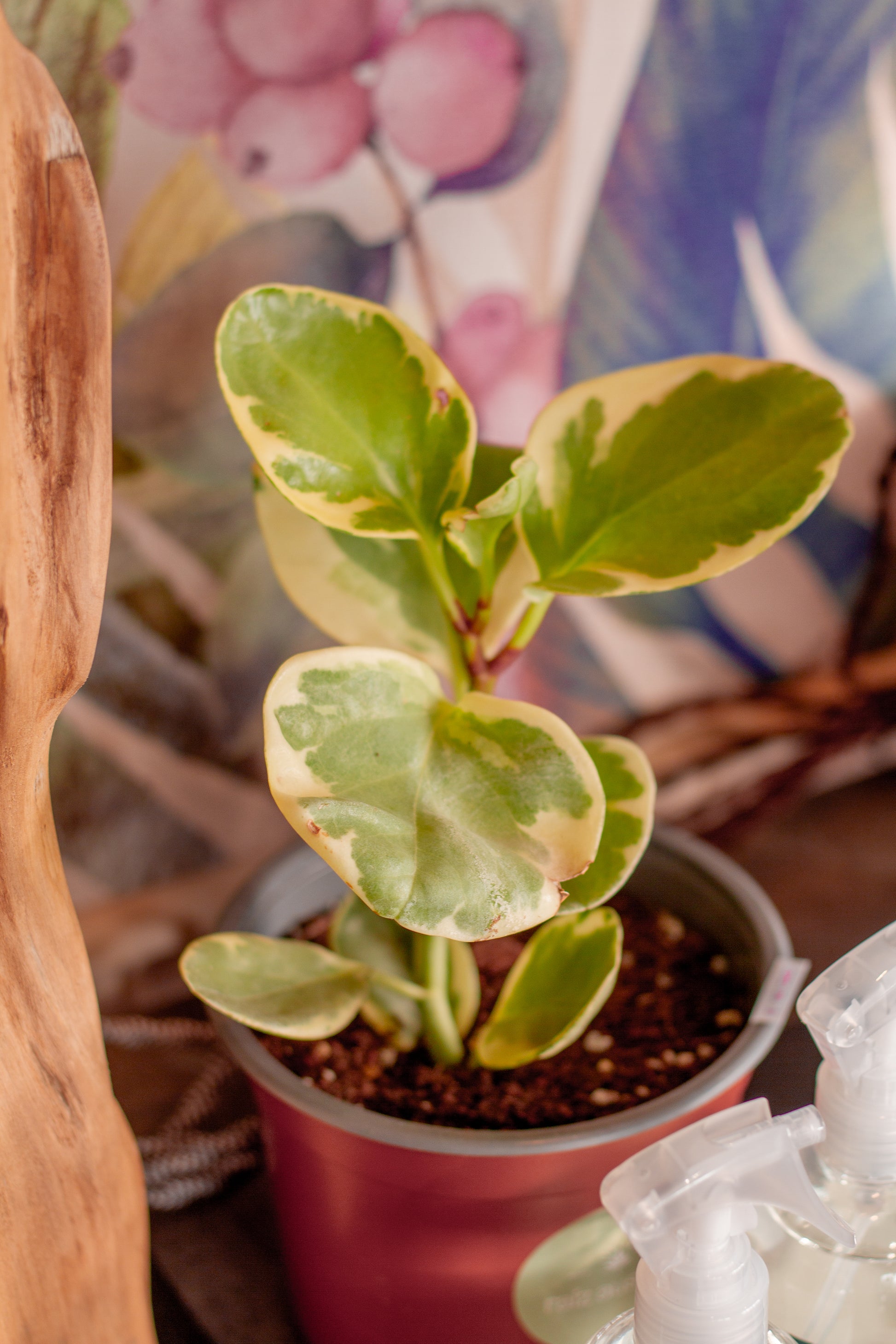 Peperomia Obstusifolia Variegada