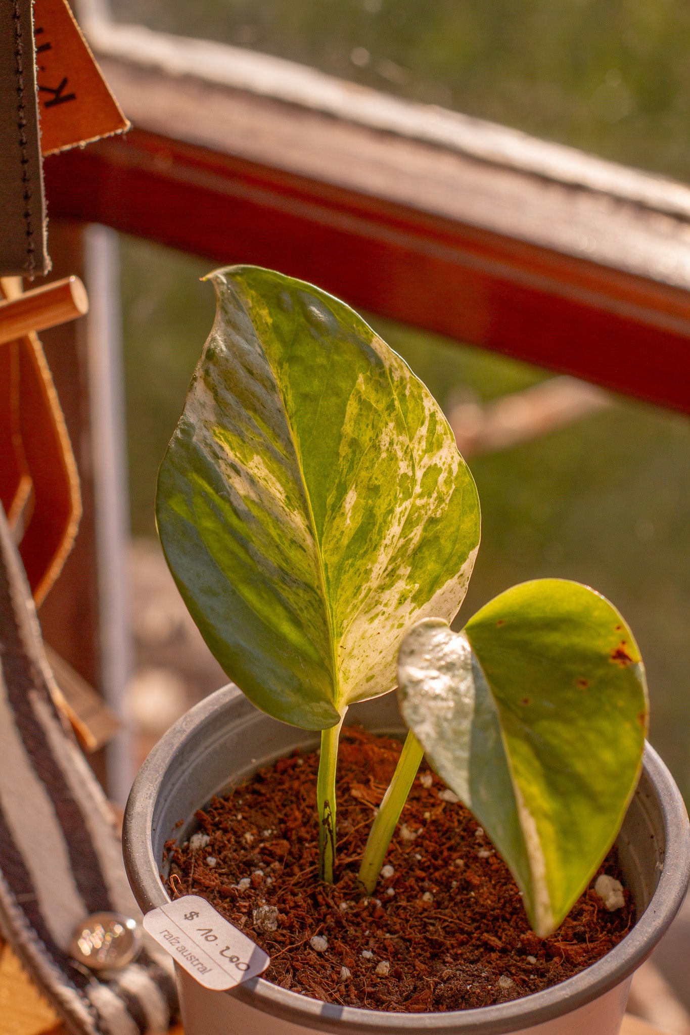 Pothus Marble Queen