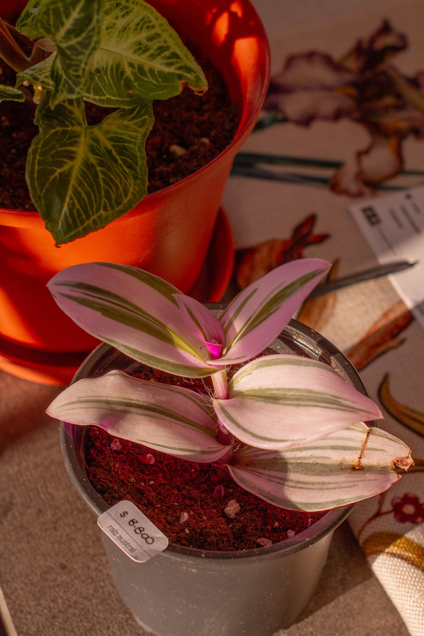 Tradescantia Nanouk
