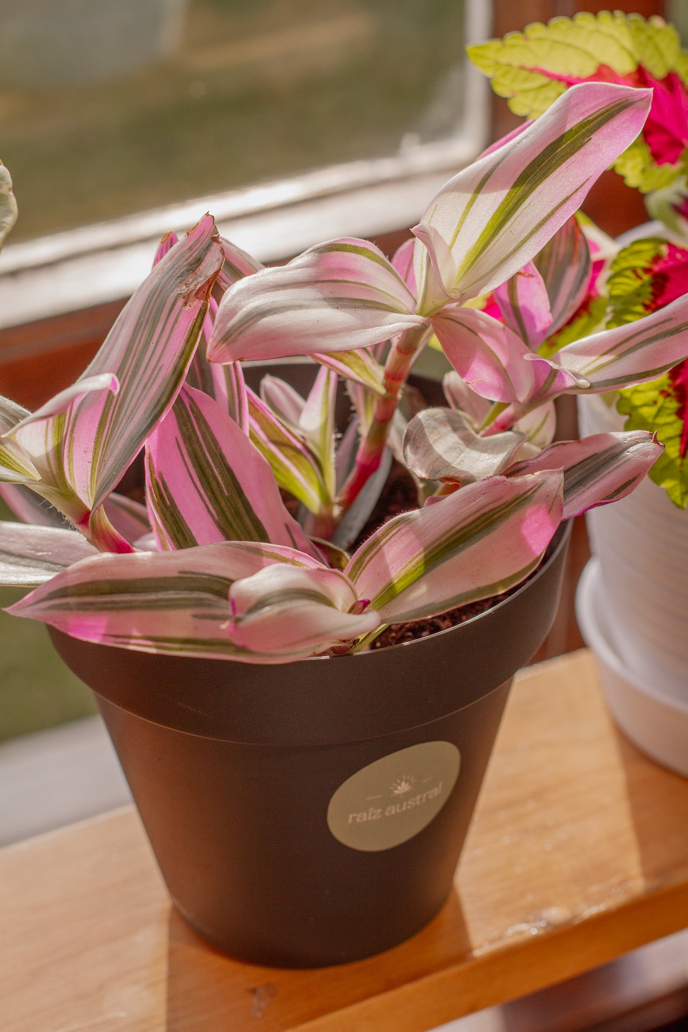 Tradescantia Nanouk