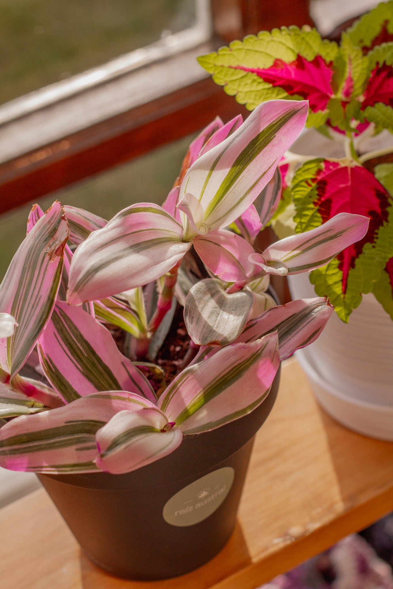 Tradescantia Nanouk