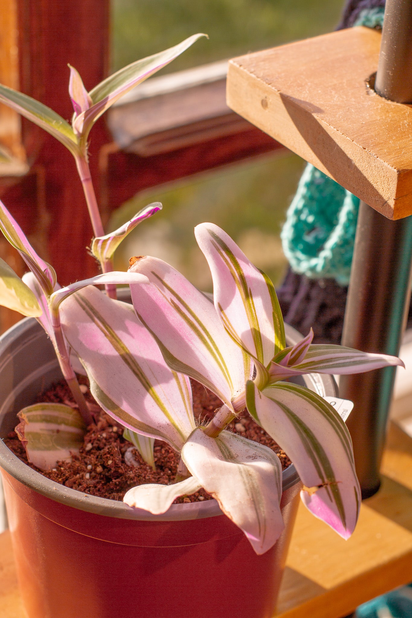 Tradescantia Nanouk