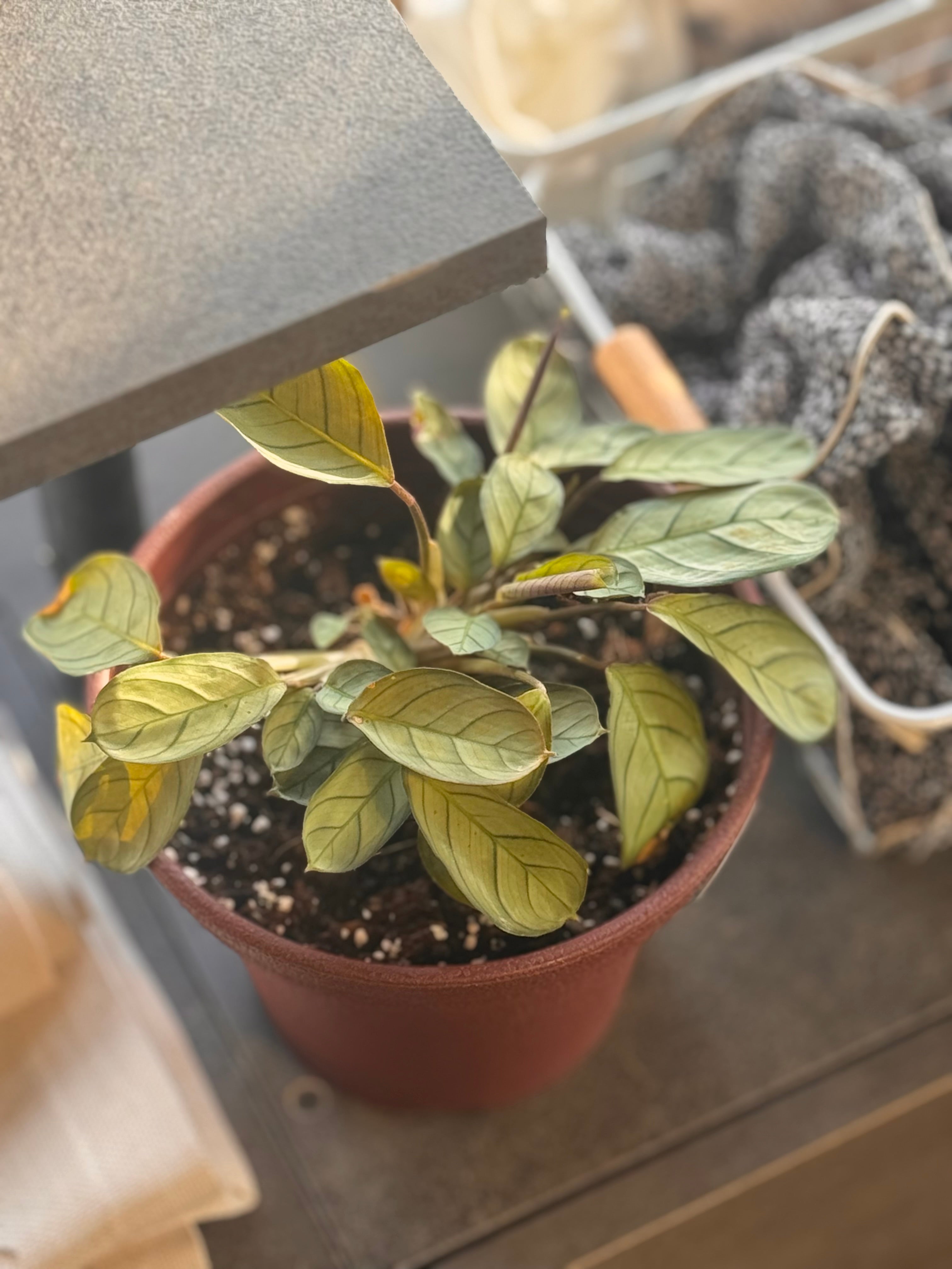 Calathea Amagris