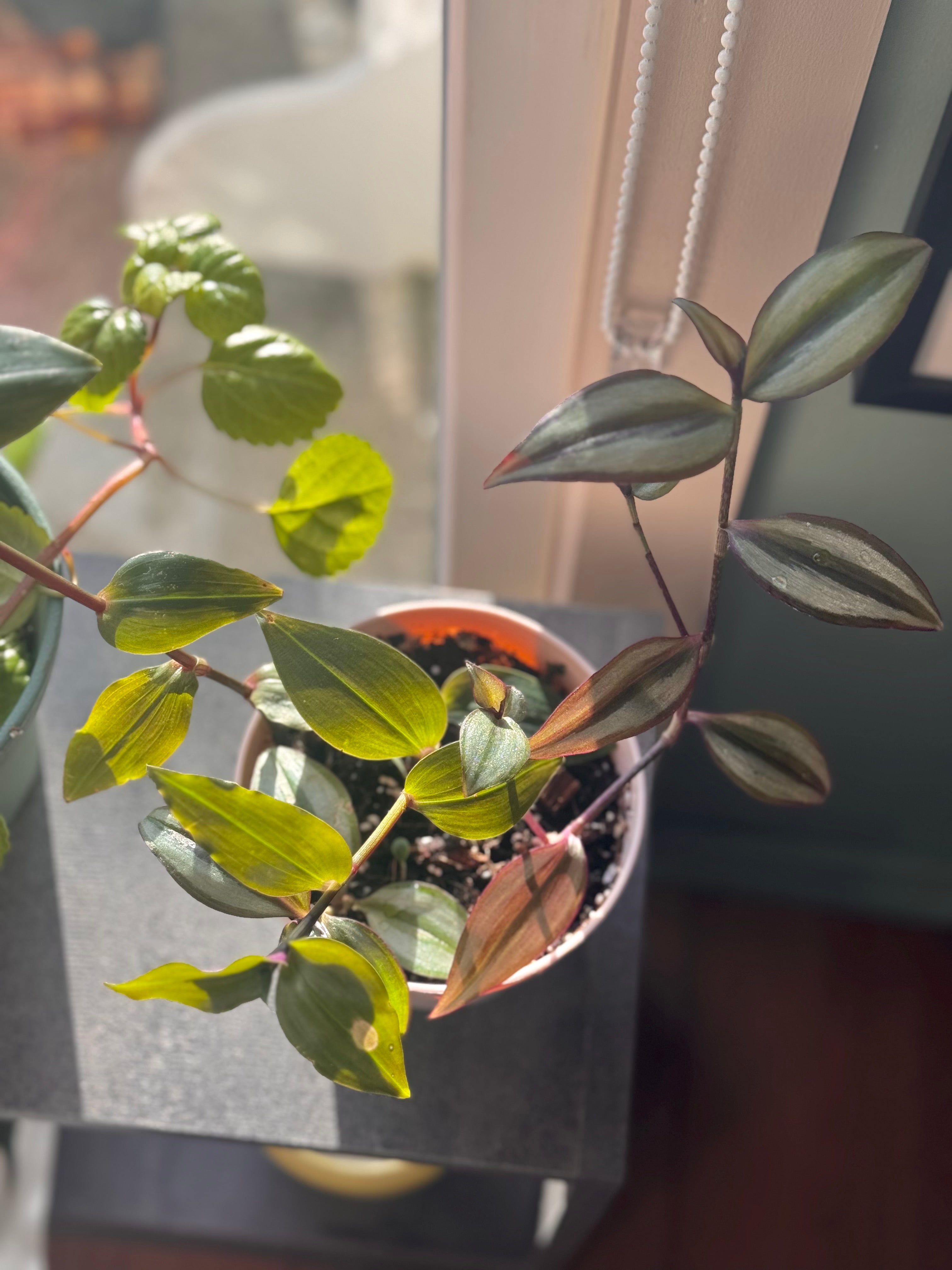 Tradescantia