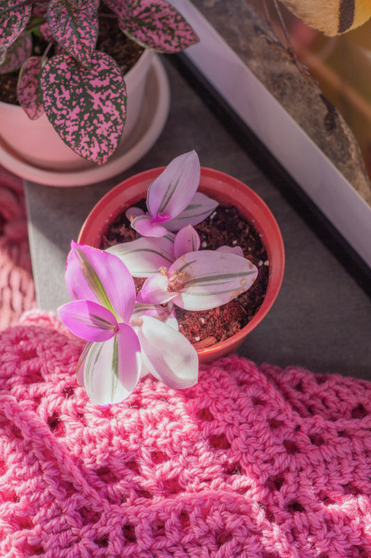 Tradescantia Nanouk