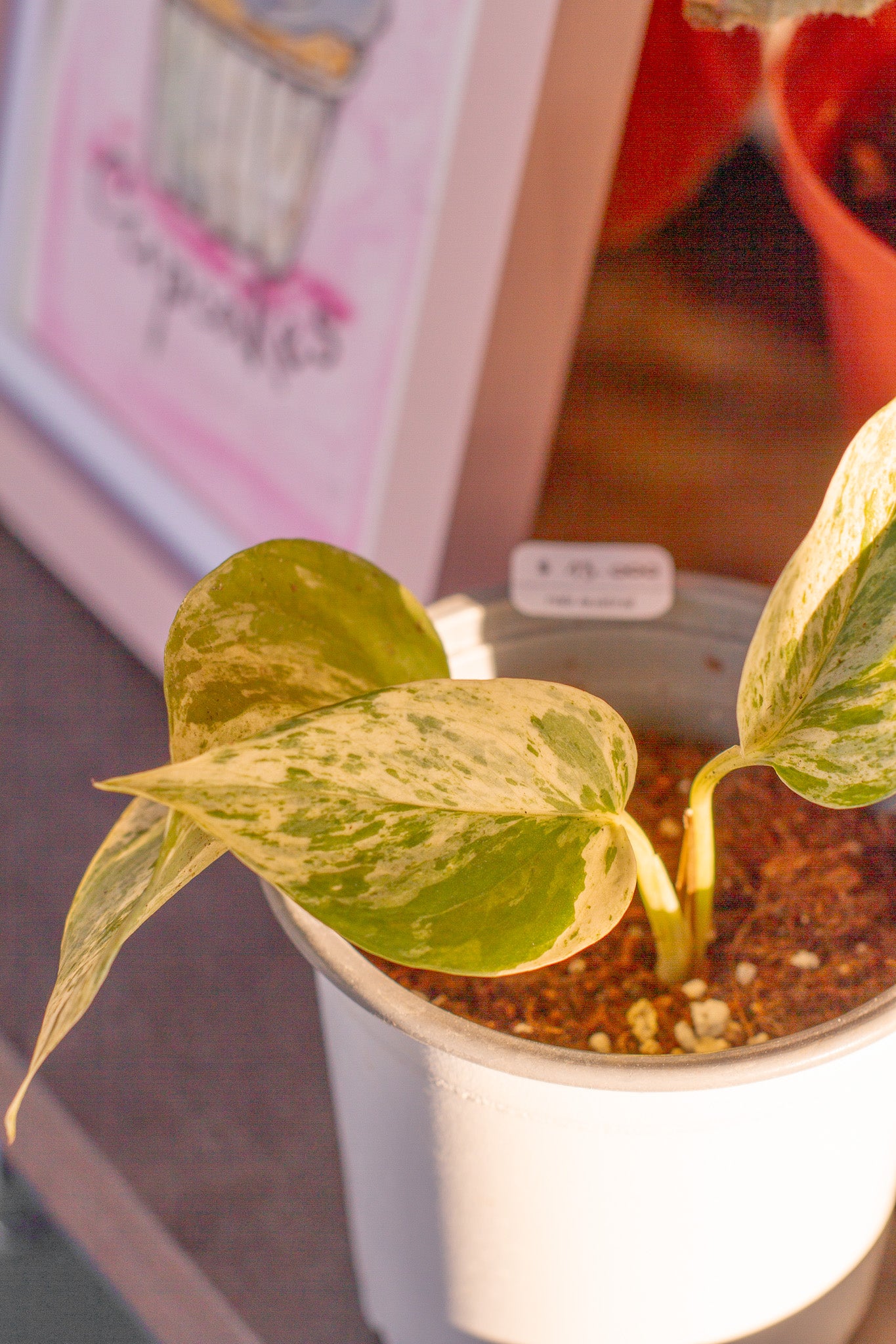 Pothus Marble Queen