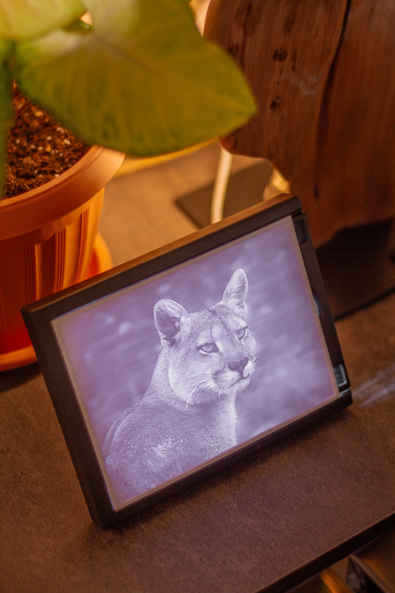 Litofanía de Puma Creatividad Prints x Patagonia Wildlife