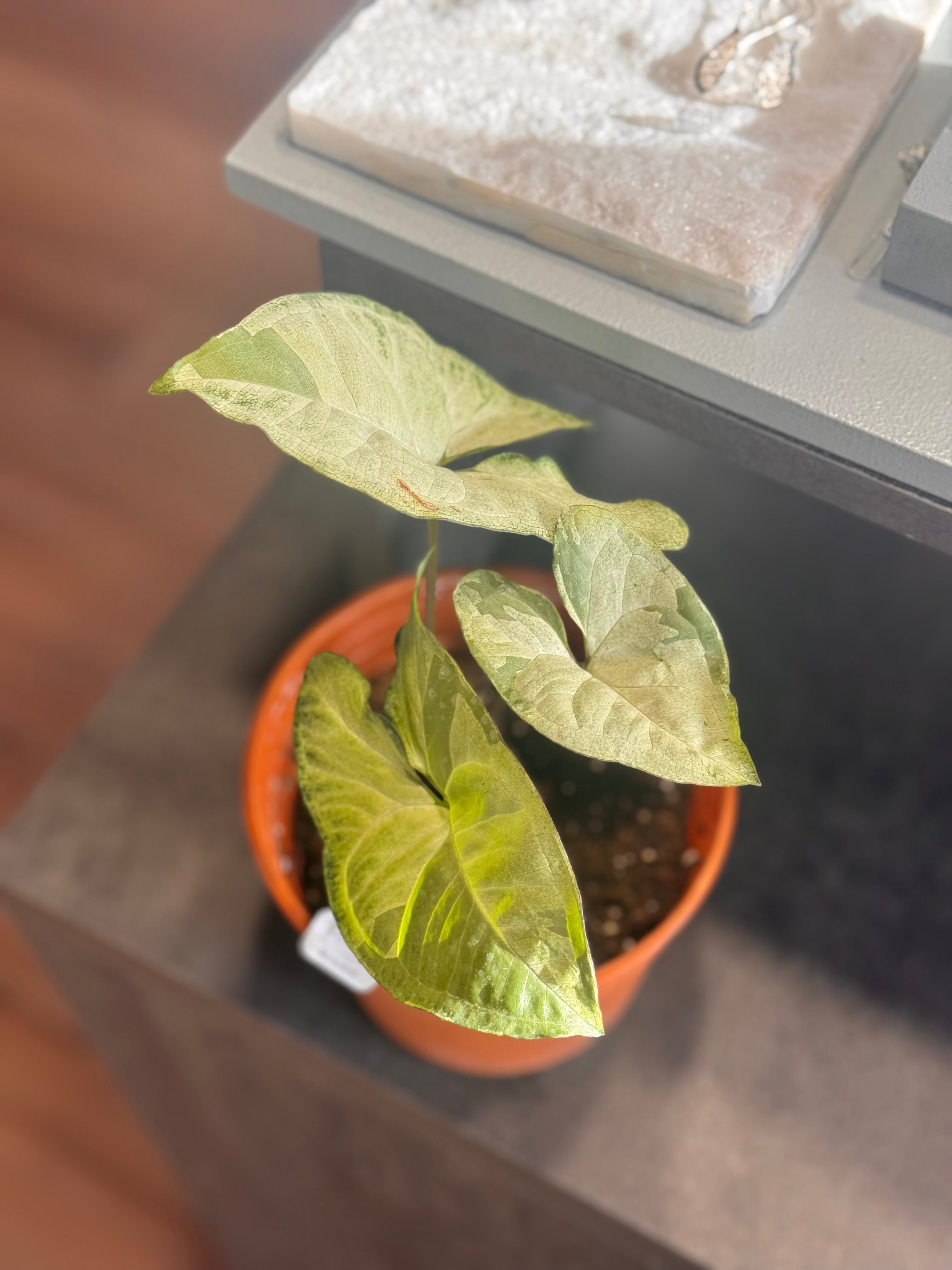 Syngonio