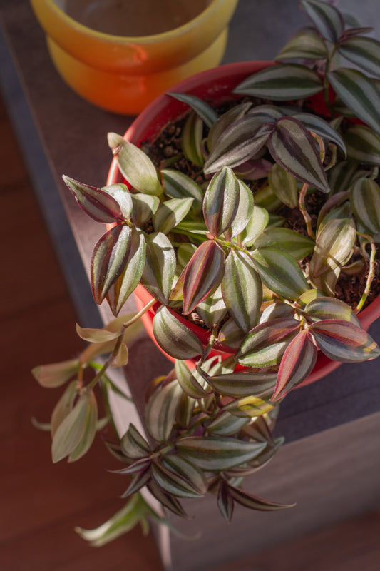 Tradescantia Zebrina