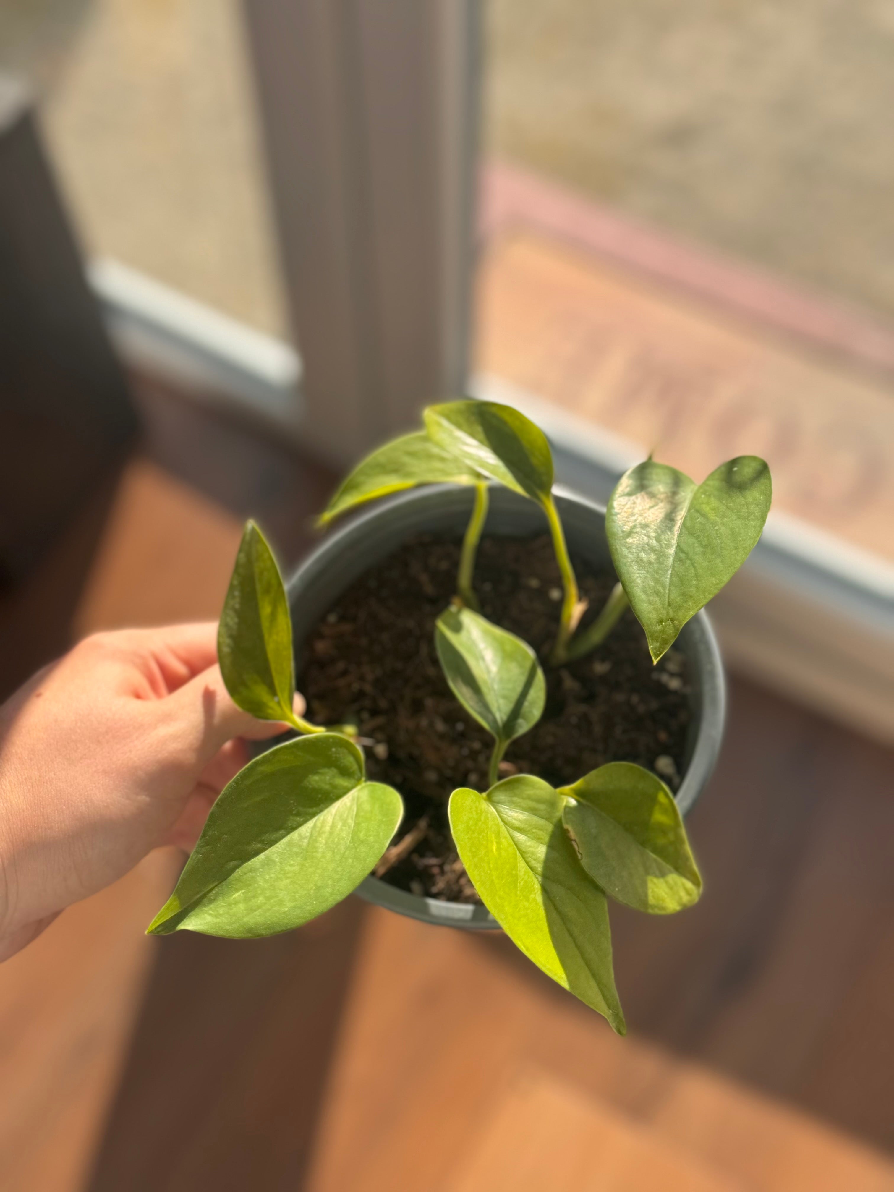 Pothus