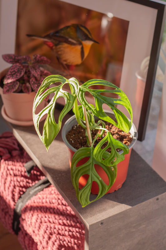 Monstera Adansonii