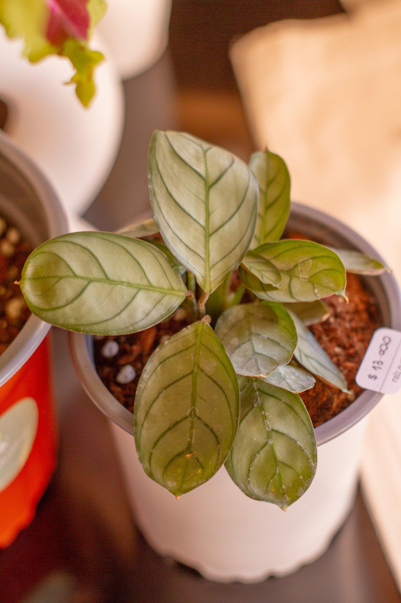 Calathea Amagris