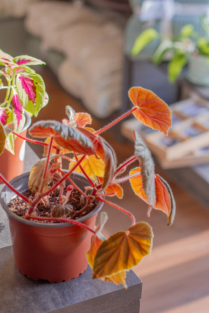Begonia