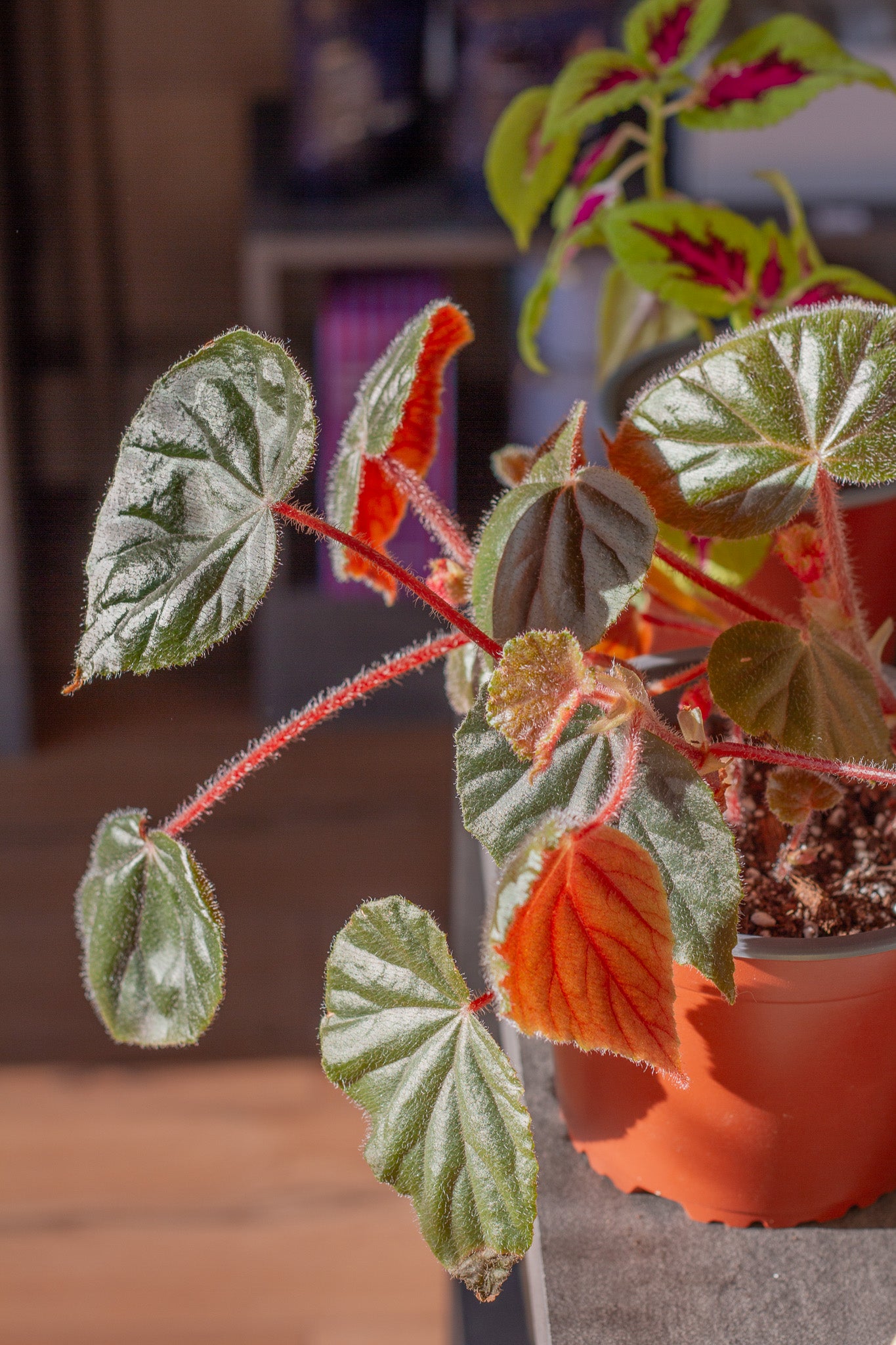 Begonia