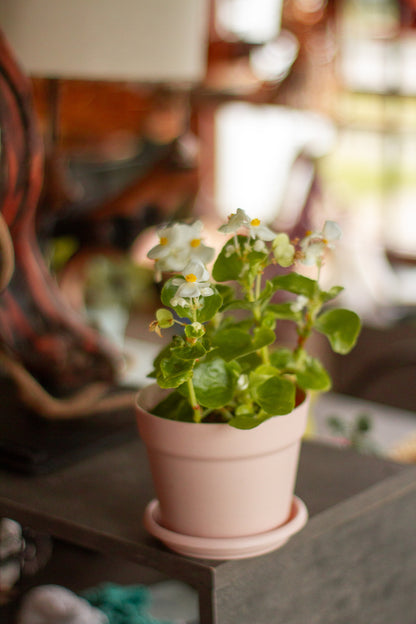 Begonia Porcelana