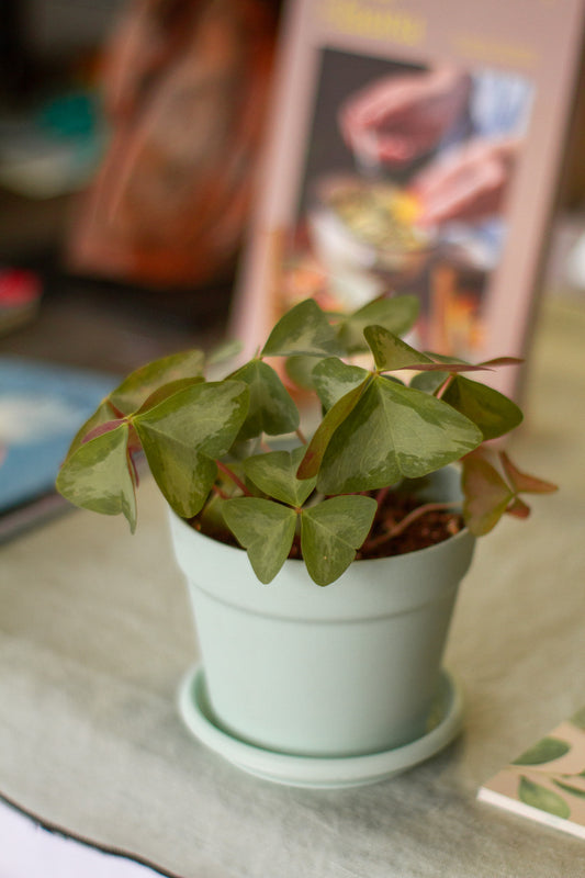 Oxalis