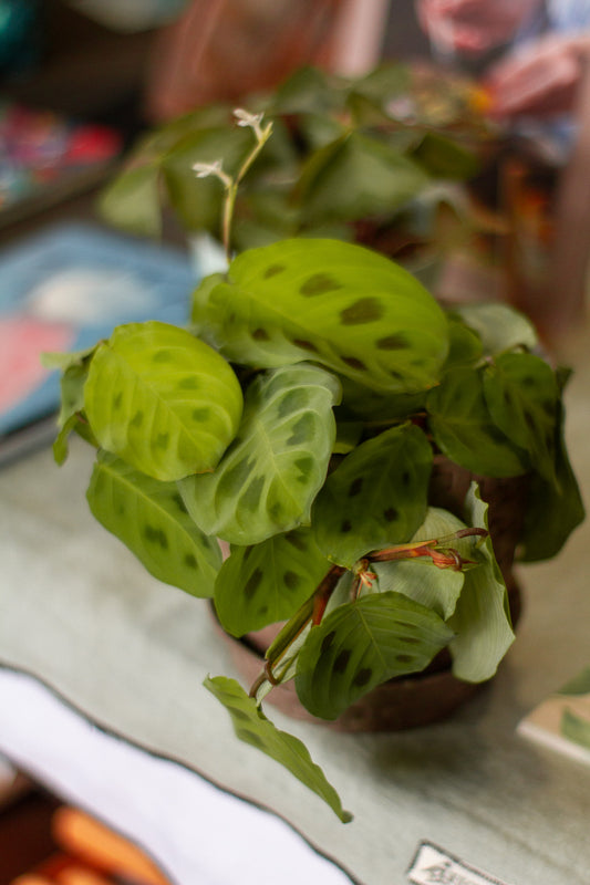 Maranta
