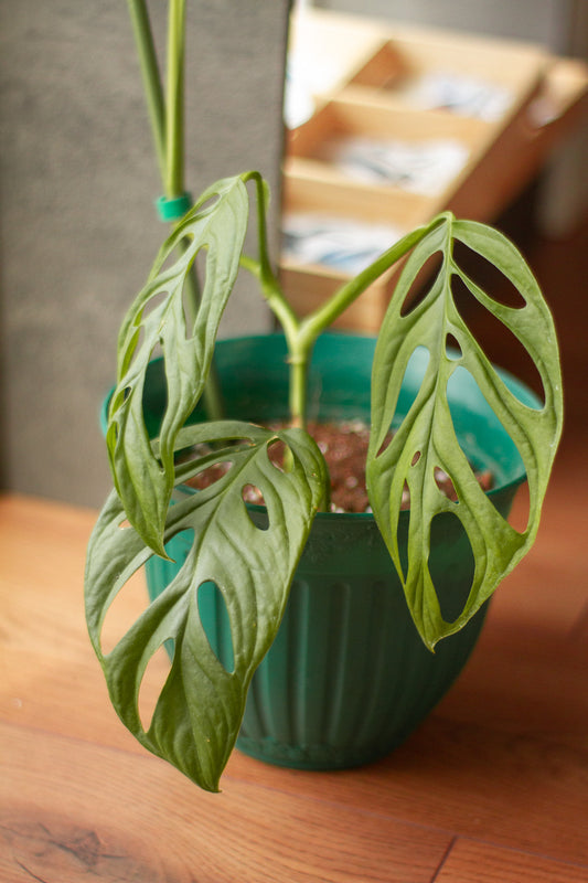Monstera Adansonii