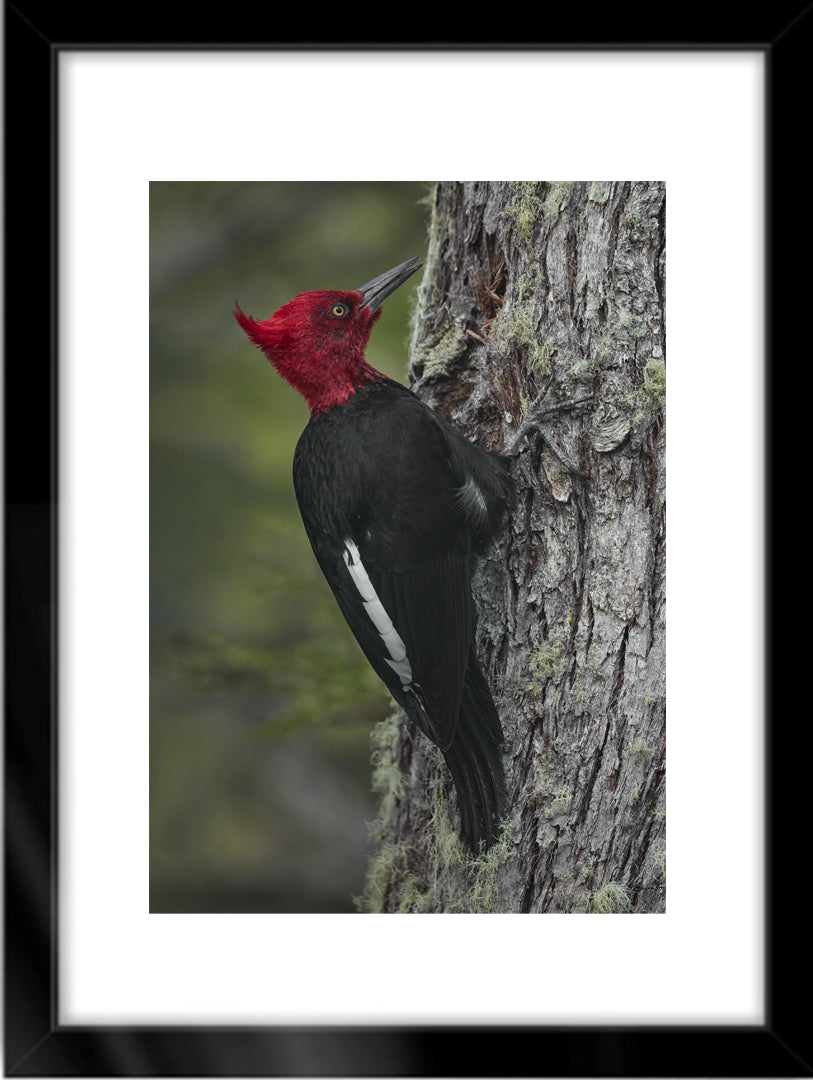 Fotografías de Autor • FineArt 40 x 30 cm