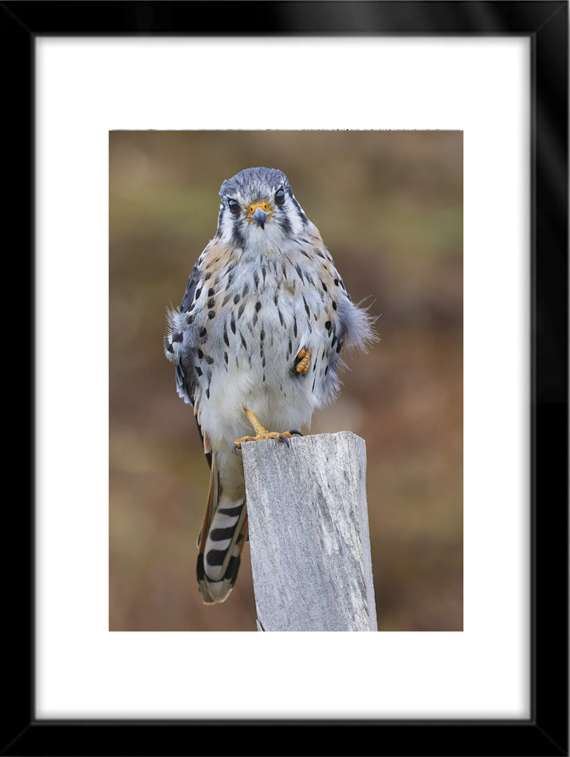 Fotografías de Autor • FineArt 40 x 30 cm