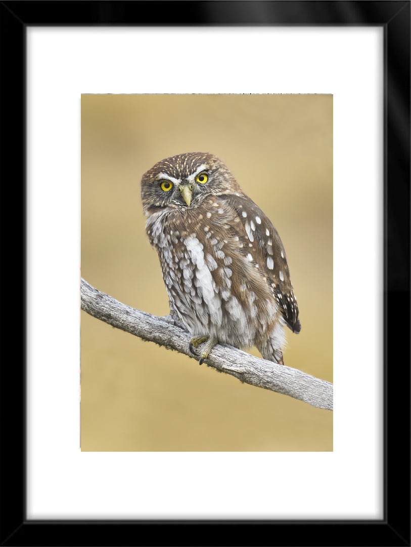 Fotografías de Autor • FineArt 40 x 30 cm